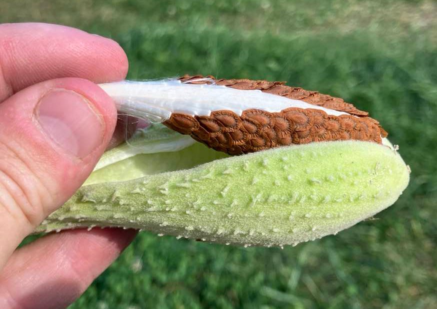 How to harvest milkweed seeds: A tutorial - Farm and Dairy