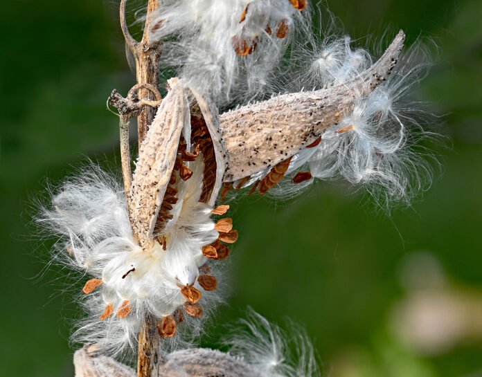 Milkweed seed pods