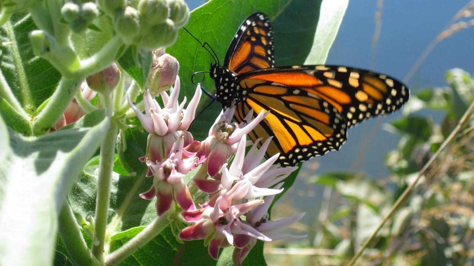 When, where and how to plant milkweed to save the monarch butterfly