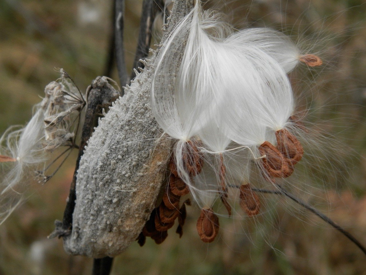 How to collect milkweed seed pods - Farm and Dairy