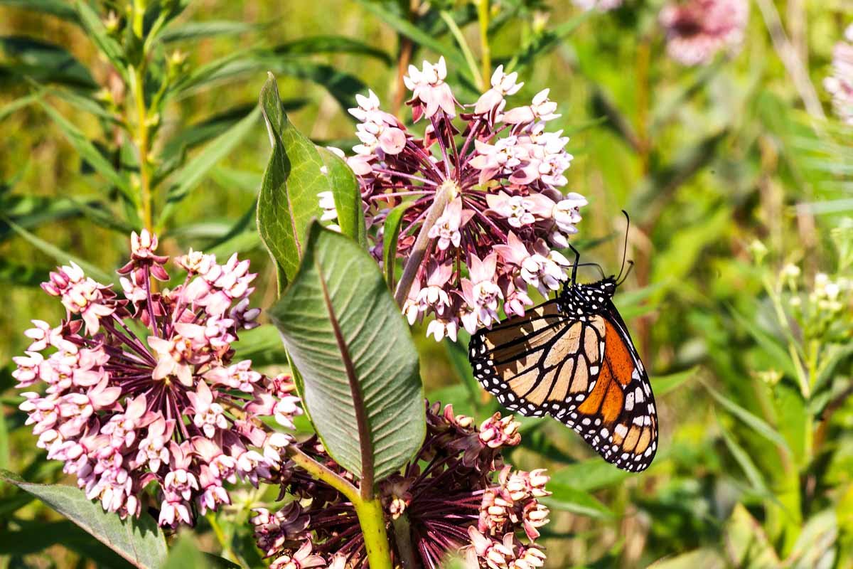 How to Plant and Grow Milkweed (Asclepias) | Gardener's Path