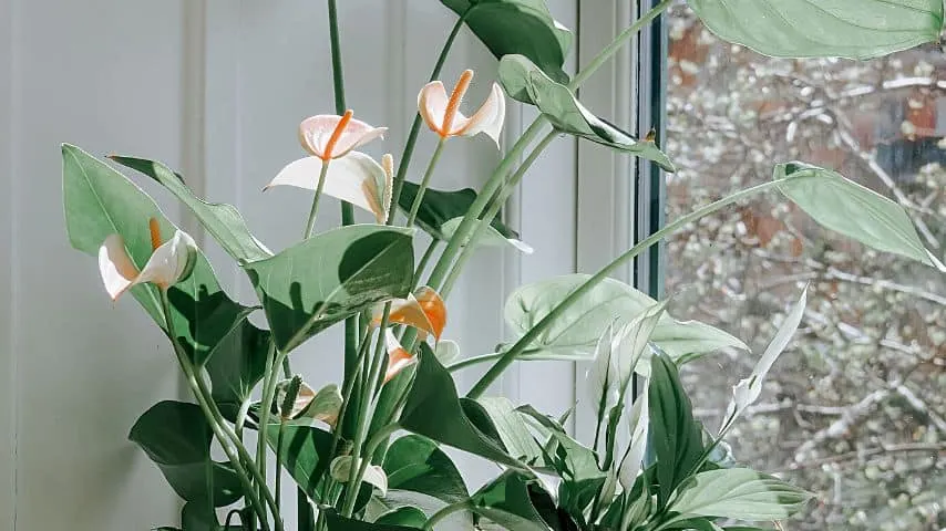 How Much Light Do Anthuriums Need? Anthurium Light Tips