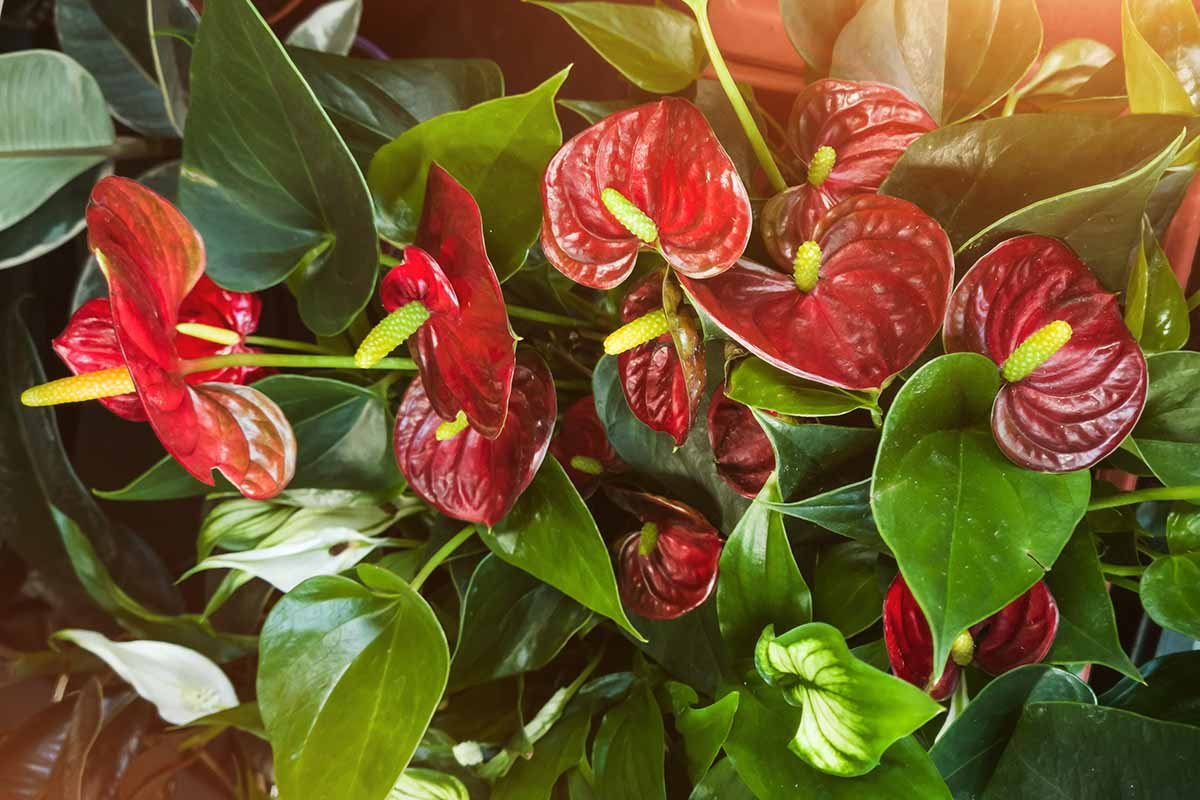 How to Water Anthurium Houseplants | Gardener's Path