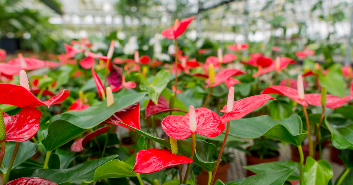 Flora | 8 Steps to Get Your Anthurium to Bloom: Expert Advice