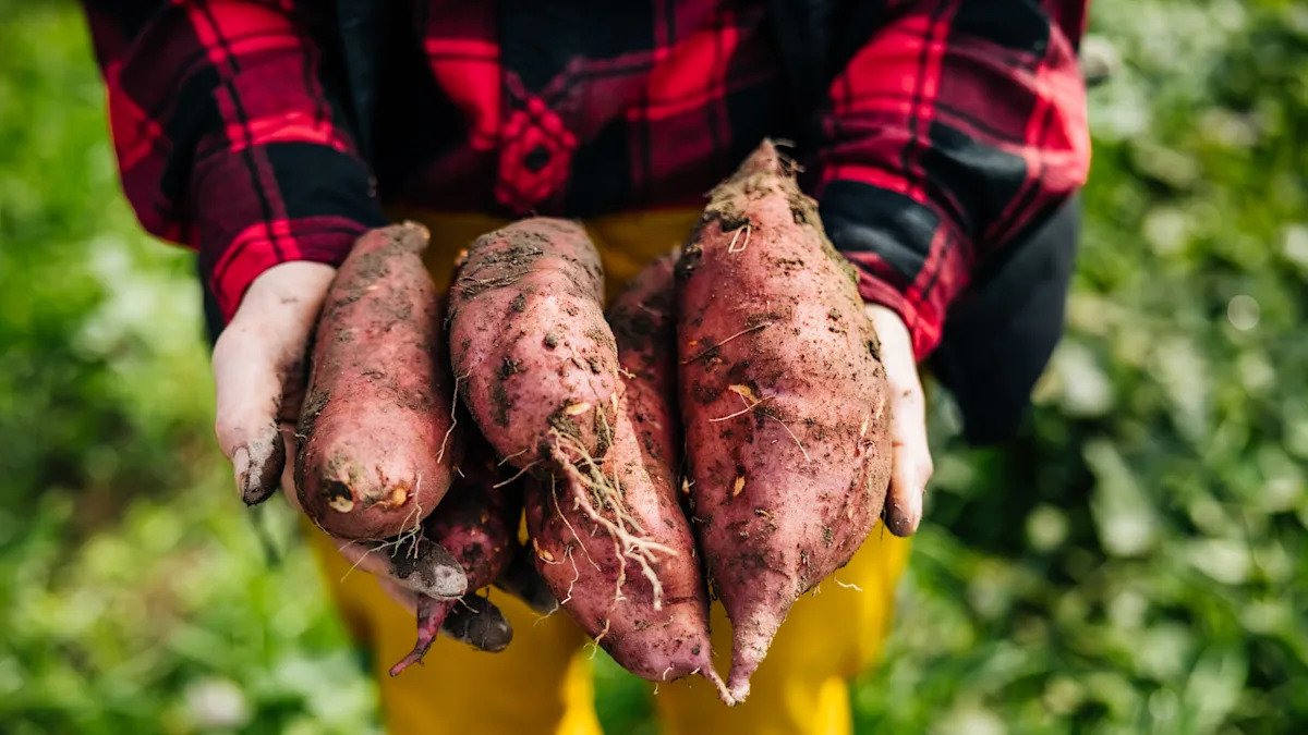 The Best Way To Grow Sweet Potatoes In Containers For Year-Round Harvests