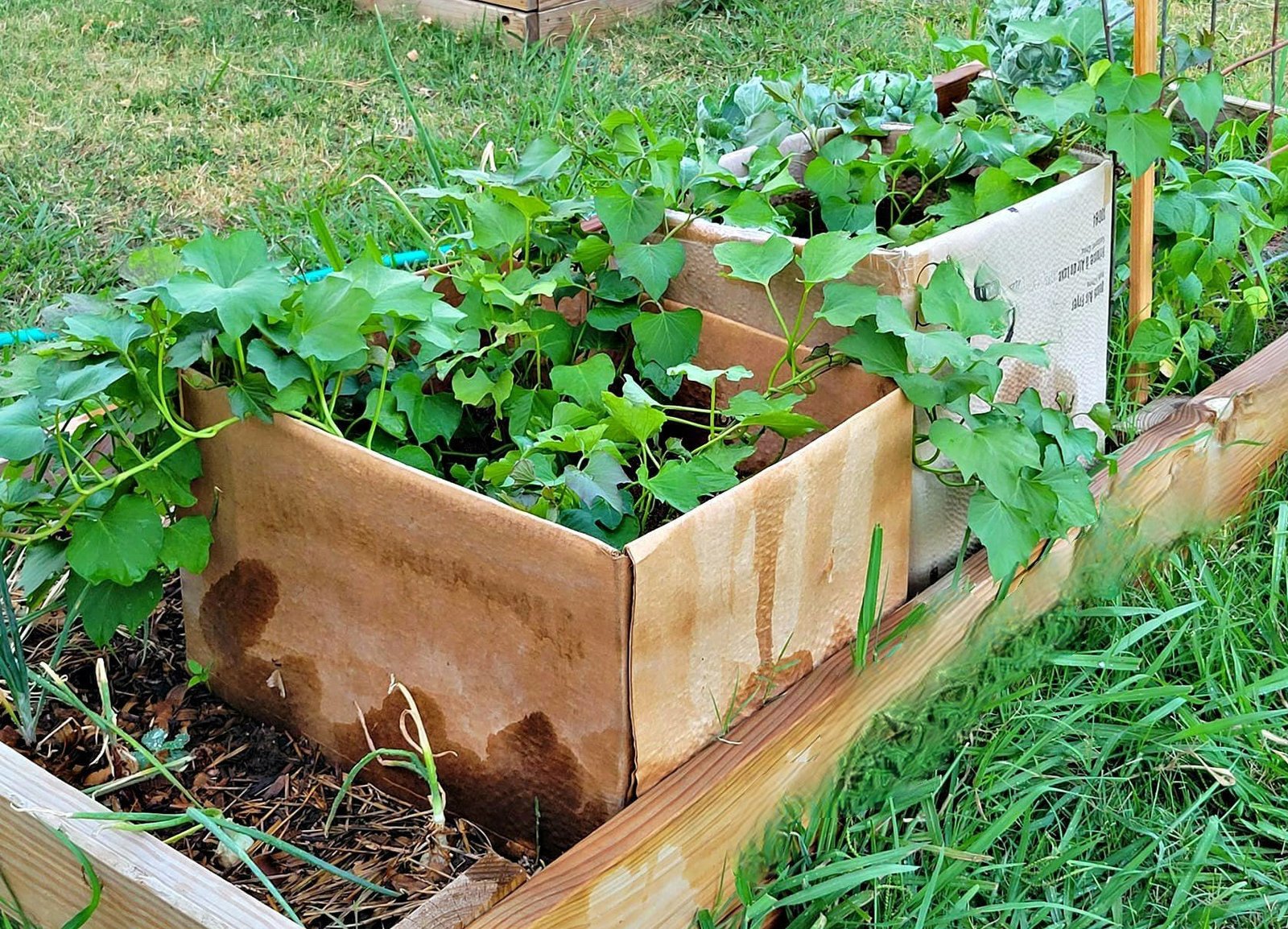 How to Grow Sweet Potatoes in Containers - Oak Hill Homestead