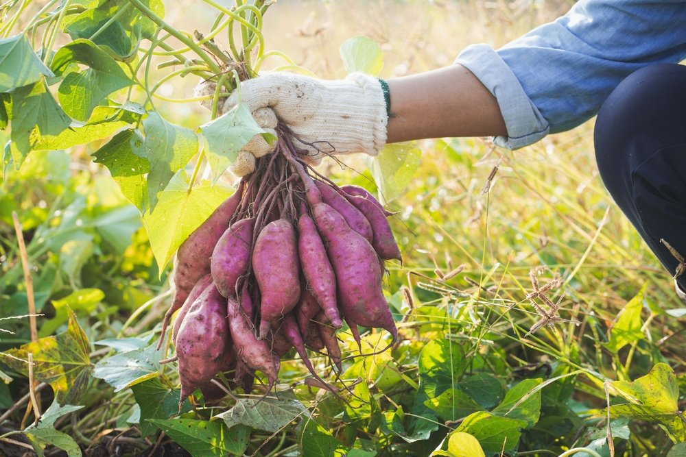 How to Grow Sweet Potatoes in Your Garden | MOOWY