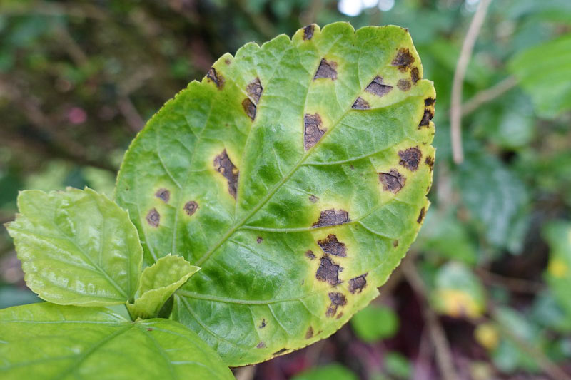 Bacterial Leaf Spot: Identify, Prevent and Treat it