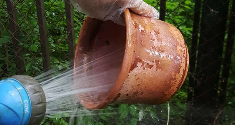 How to Sterilize  Clean Plant Pots