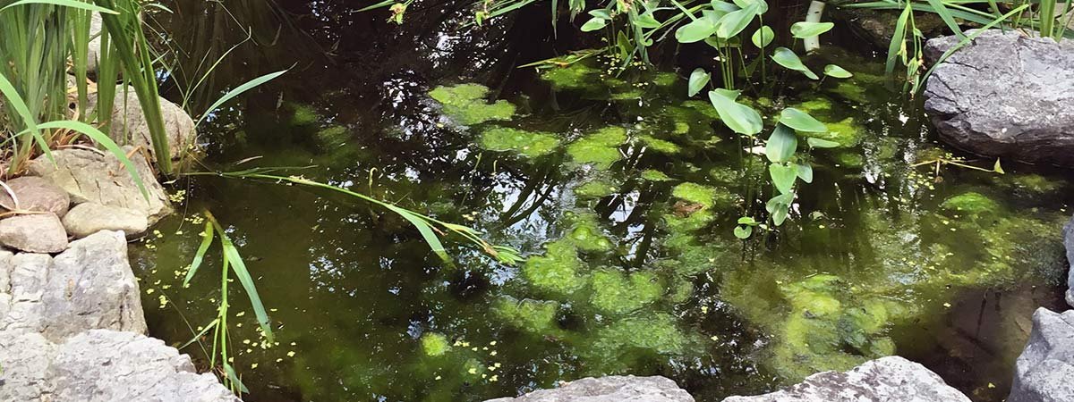 Algae Control For Ponds - Hydrosphere Water Gardens