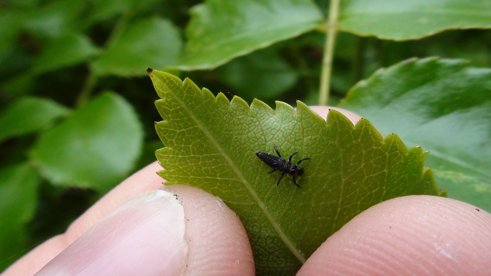 Buy Ladybird Beetle Larvae | Green Gardener