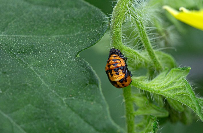 Ladybug Life Cycle | Identify Immature Lady Beetles | joegardener®