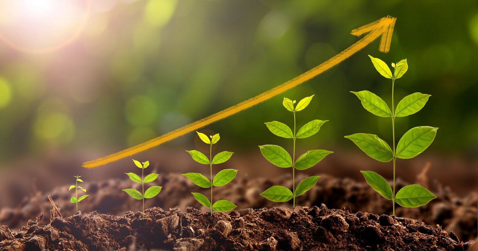 What Are Plant Growth Promoting Bacteria?