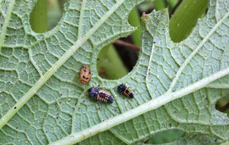 Everything You Need To Know About Ladybug Larvae | Miche Pest Control