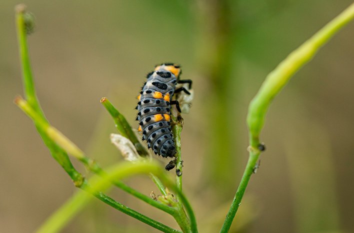 Ladybug Life Cycle | Identify Immature Lady Beetles | joegardener®
