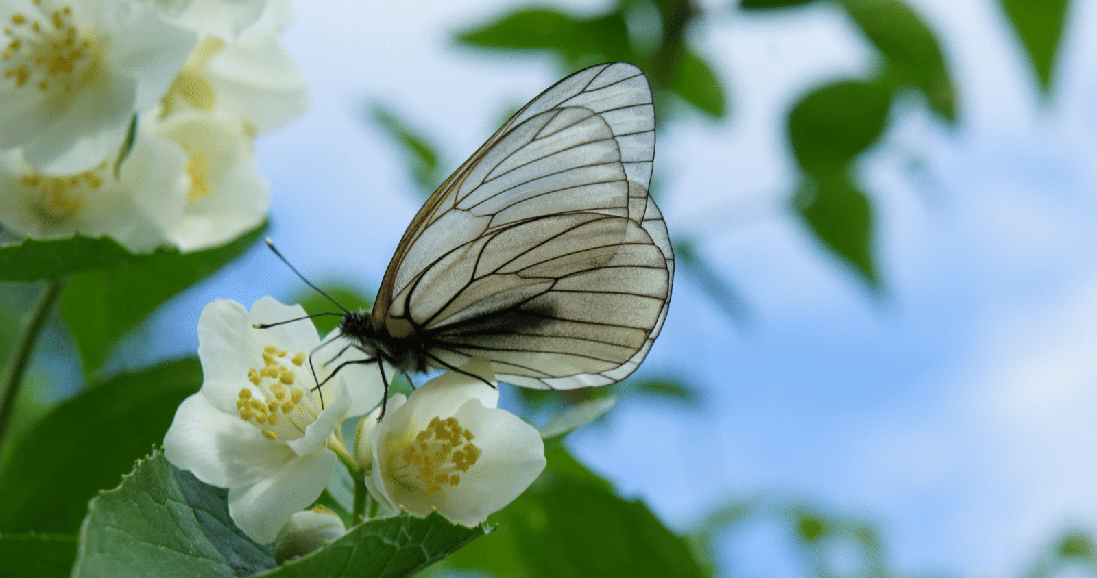 Everything You Need To Know About Jasmine - Silverstone Gardening
