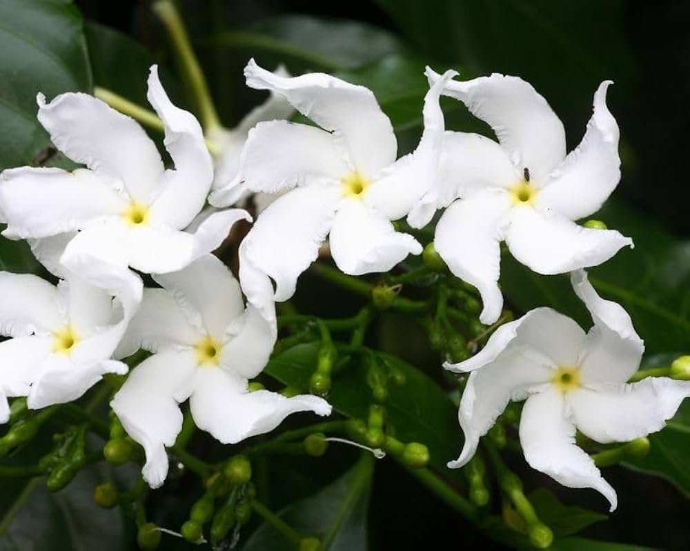 Crepe Jasmine Flower Plant - Natural Air Purifier | Indoor/Outdoor  Decorative Live Plant by BALUBITA : Amazon.in: Garden  Outdoors