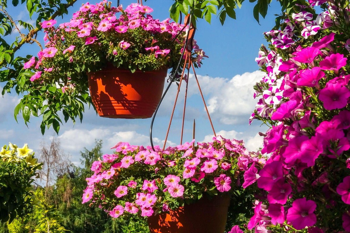 How to create the most beautiful hanging basket for summer | The Independent