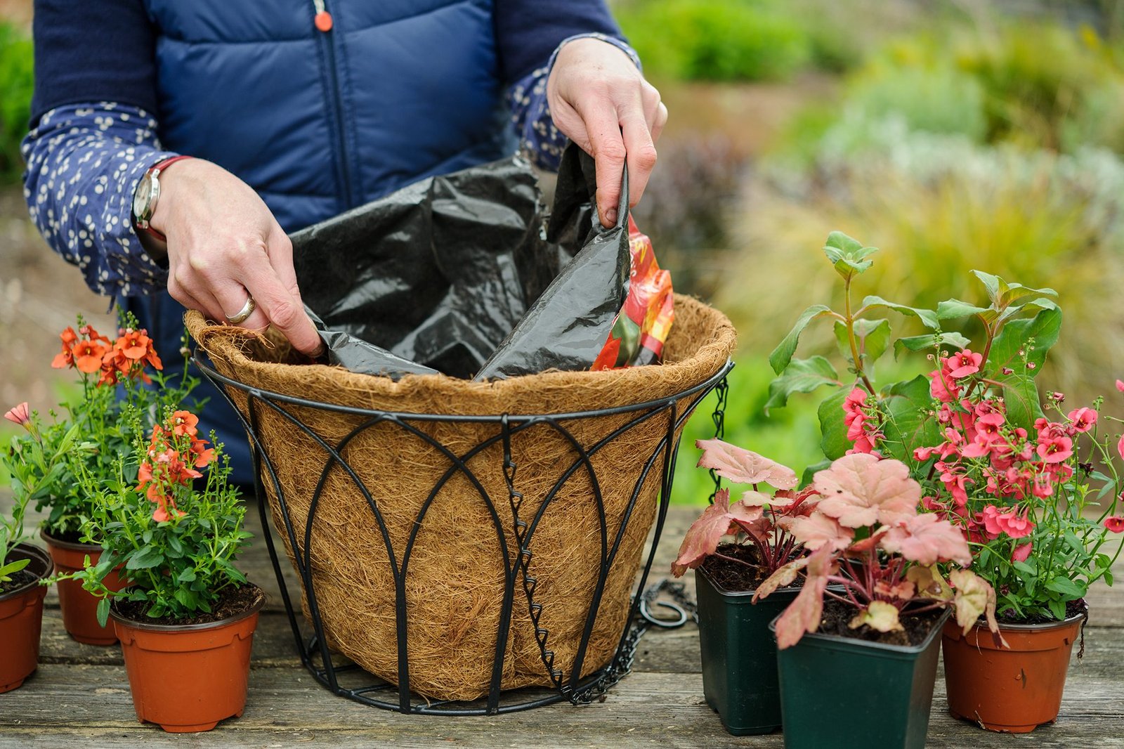 How to Create a Summer Hanging Basket | BBC Gardeners World Magazine
