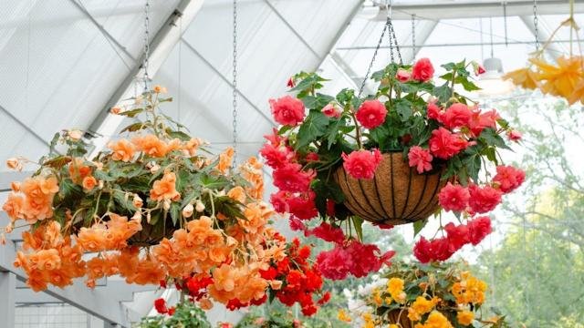 12 Plants That Never Do Well in Hanging Baskets (And What to Use Instead)