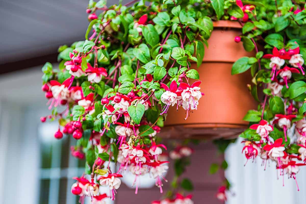 How Much Sun Do Fuchsia Plants Need? | Gardener's Path
