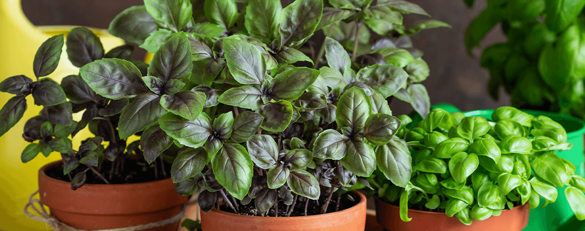 Mosquitoes absolutely hate these 12 plants. Plant them in your backyard, patio, and say goodbye to them for good