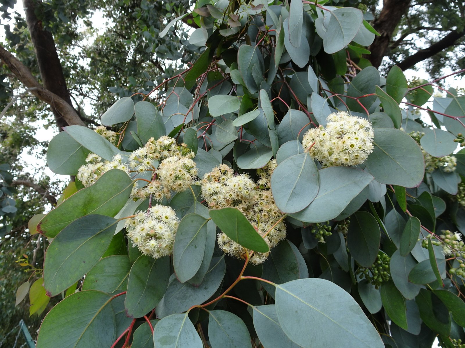 Mosquitoes absolutely hate these 12 plants. Plant them in your backyard, patio, and say goodbye to them for good