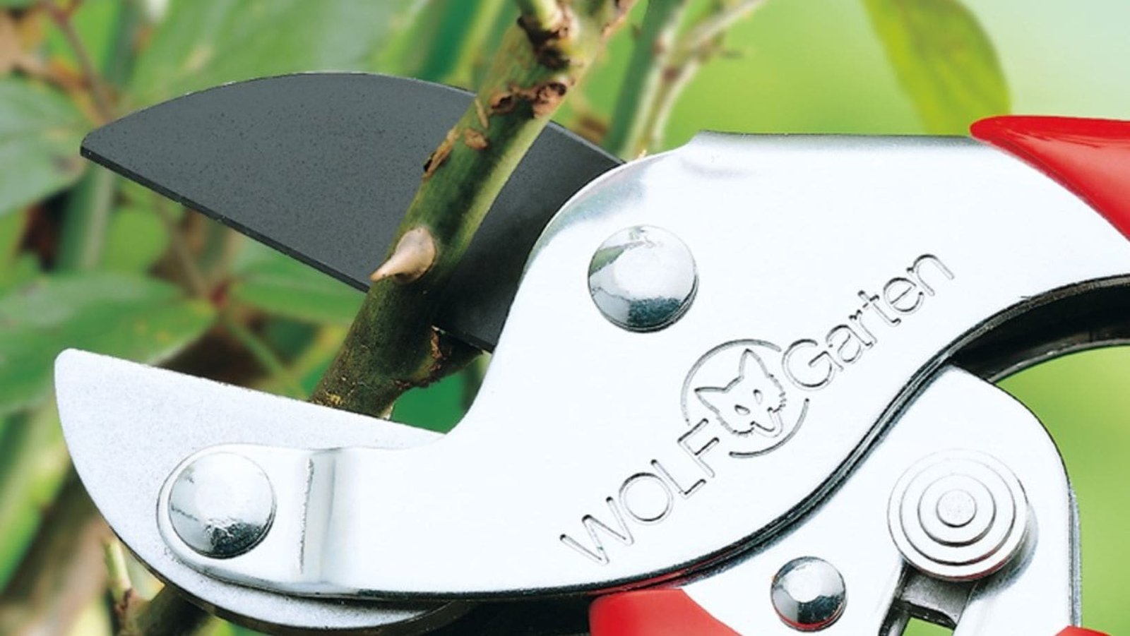 Mosquitoes hate these plants. Here's why