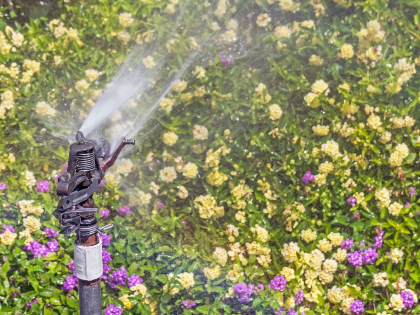 Lantana Plant Watering: How Much Water Do Lantana Plants Need | Gardening  Know How