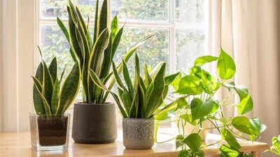 10 tips to care for your snake plant indoors and help it grow healthy and  strong | - Times of India
