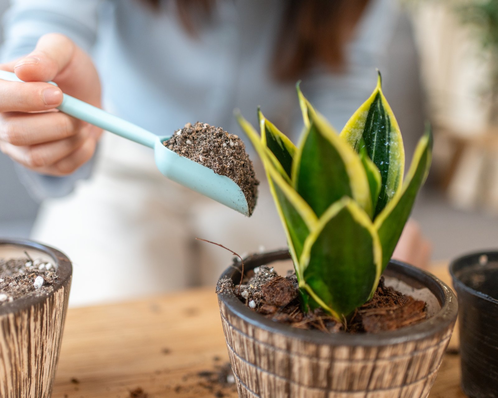 Ultimate Snake Plant Fertilizer Guide For Healthy Houseplants | Gardening  Know How