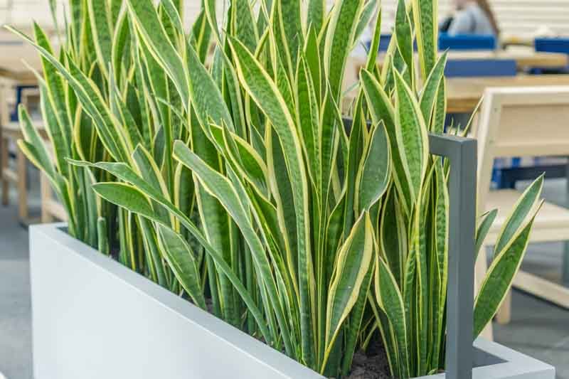 Snake Plant Care and Best Varieties