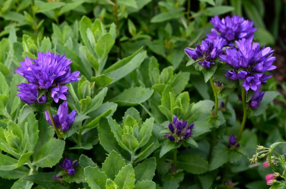 Most don’t know this. 12 shallow rooted plants that thrive in shallow soil.