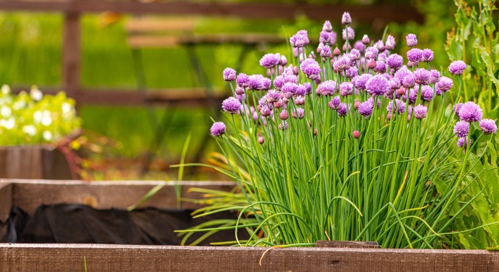 Growing In Shallow Soil? Try These 20 Plants Recommended By Master  Horticulturists | Horticulture Magazine