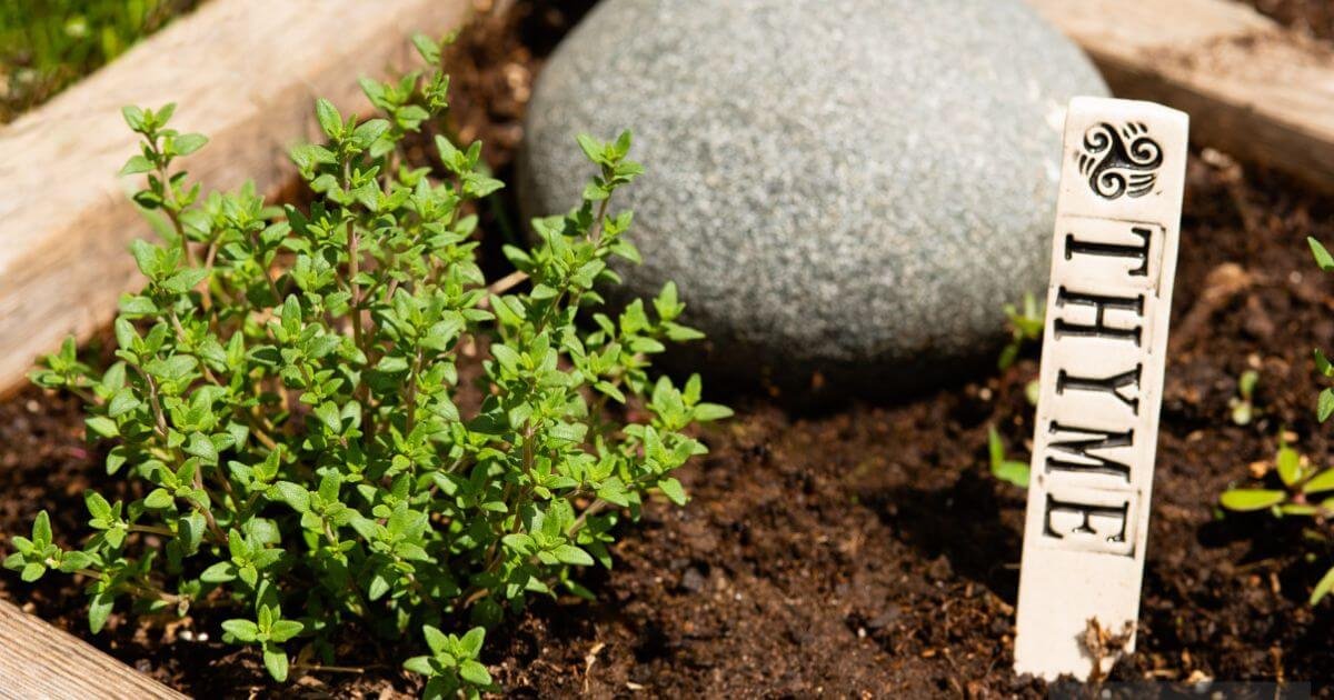 Most don’t know this. 12 shallow rooted plants that thrive in shallow soil.