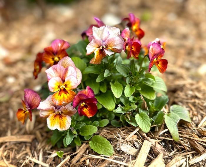 Most don’t know this. 12 shallow rooted plants that thrive in shallow soil.