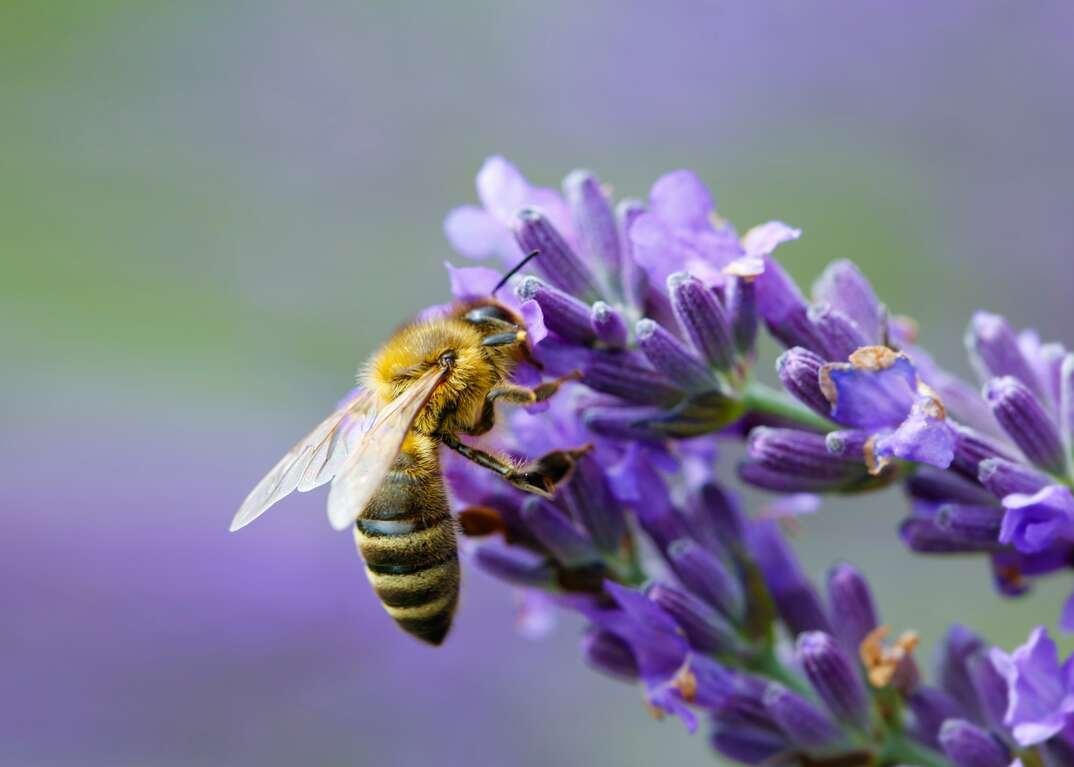 Most don’t know this, but every garden should have lavender hedges. Here’s why