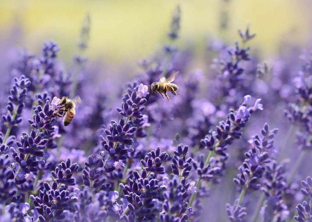 Most don’t know this, but every garden should have lavender hedges. Here’s why