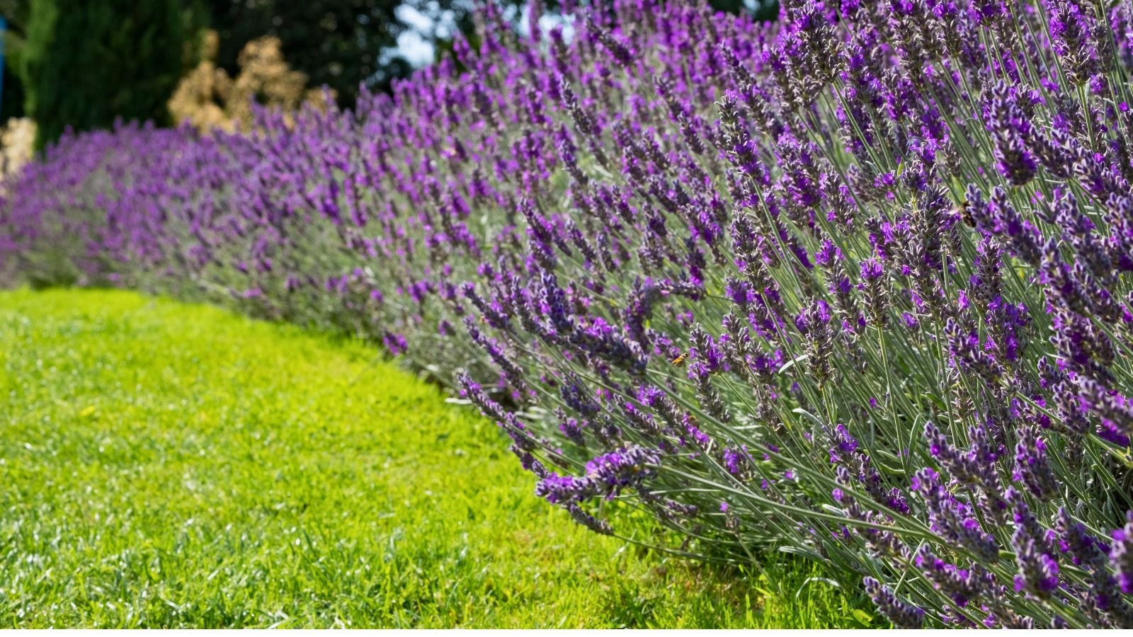 How To Plant A Lavender Hedge In 3 Easy Steps