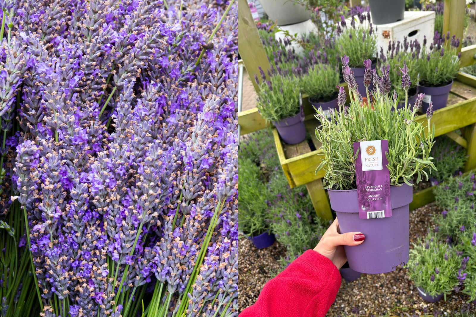 Most don’t know this, but every garden should have lavender hedges. Here’s why