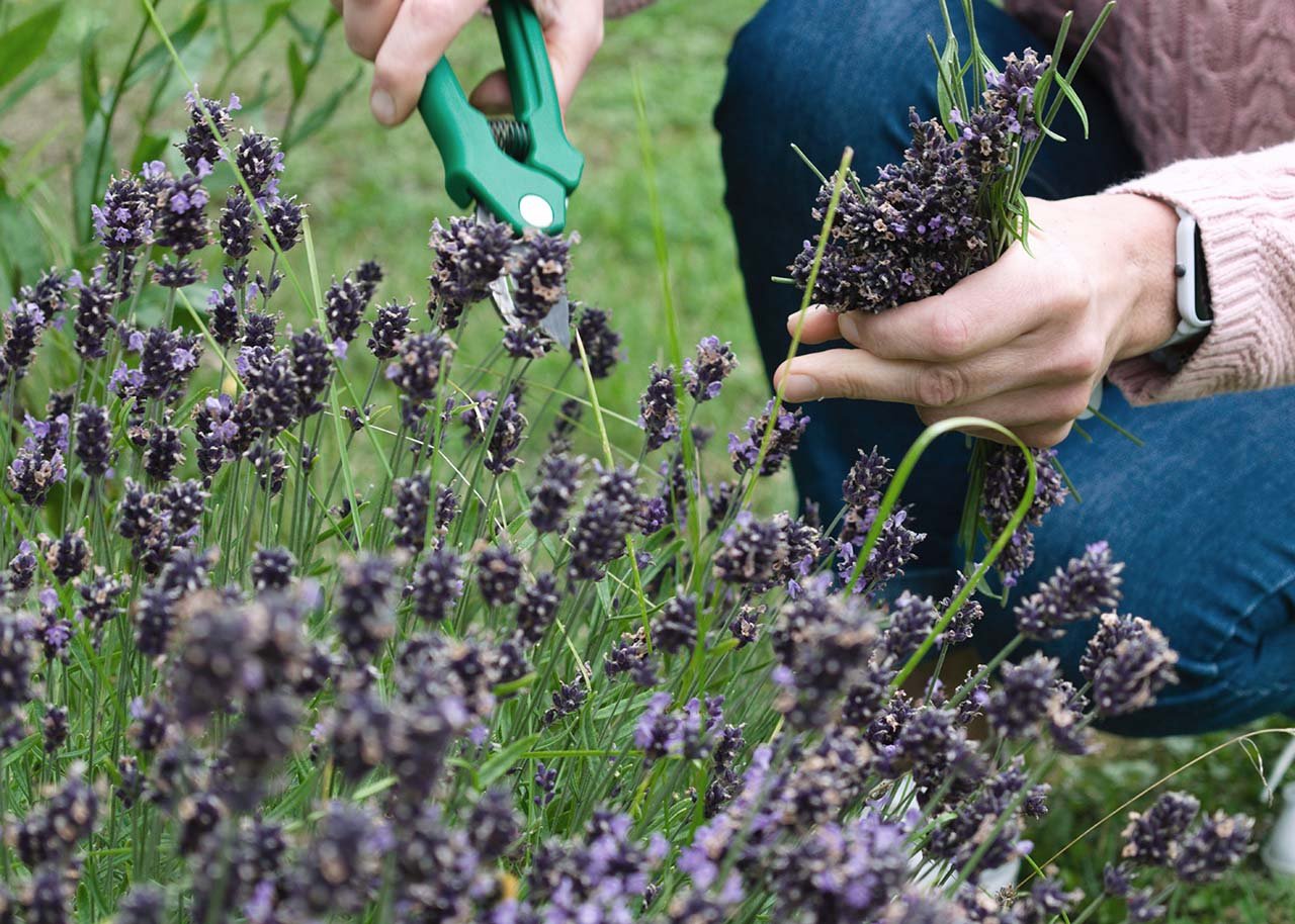 Most don’t know this, but every garden should have lavender hedges. Here’s why