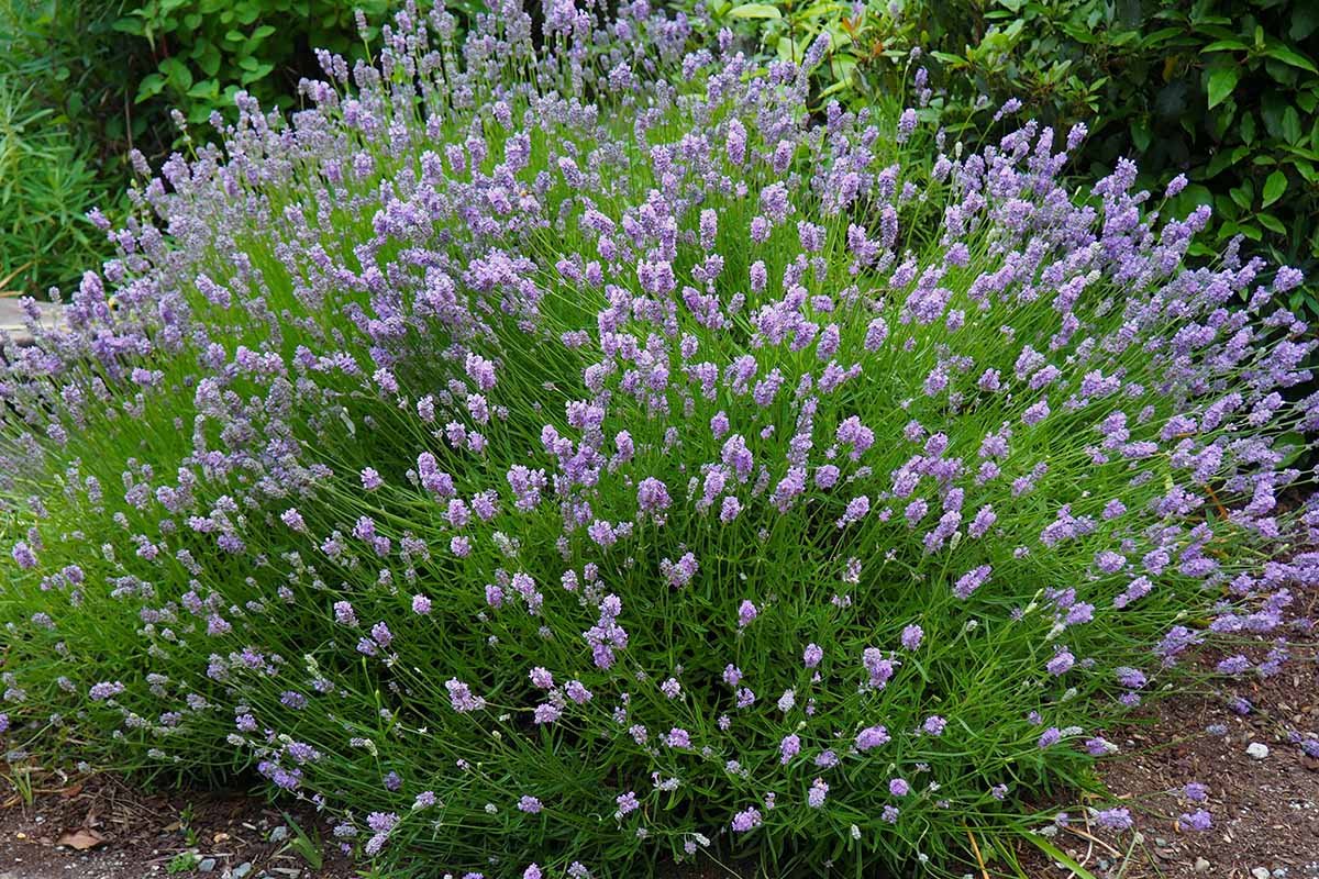 Most don’t know this, but every garden should have lavender hedges. Here’s why