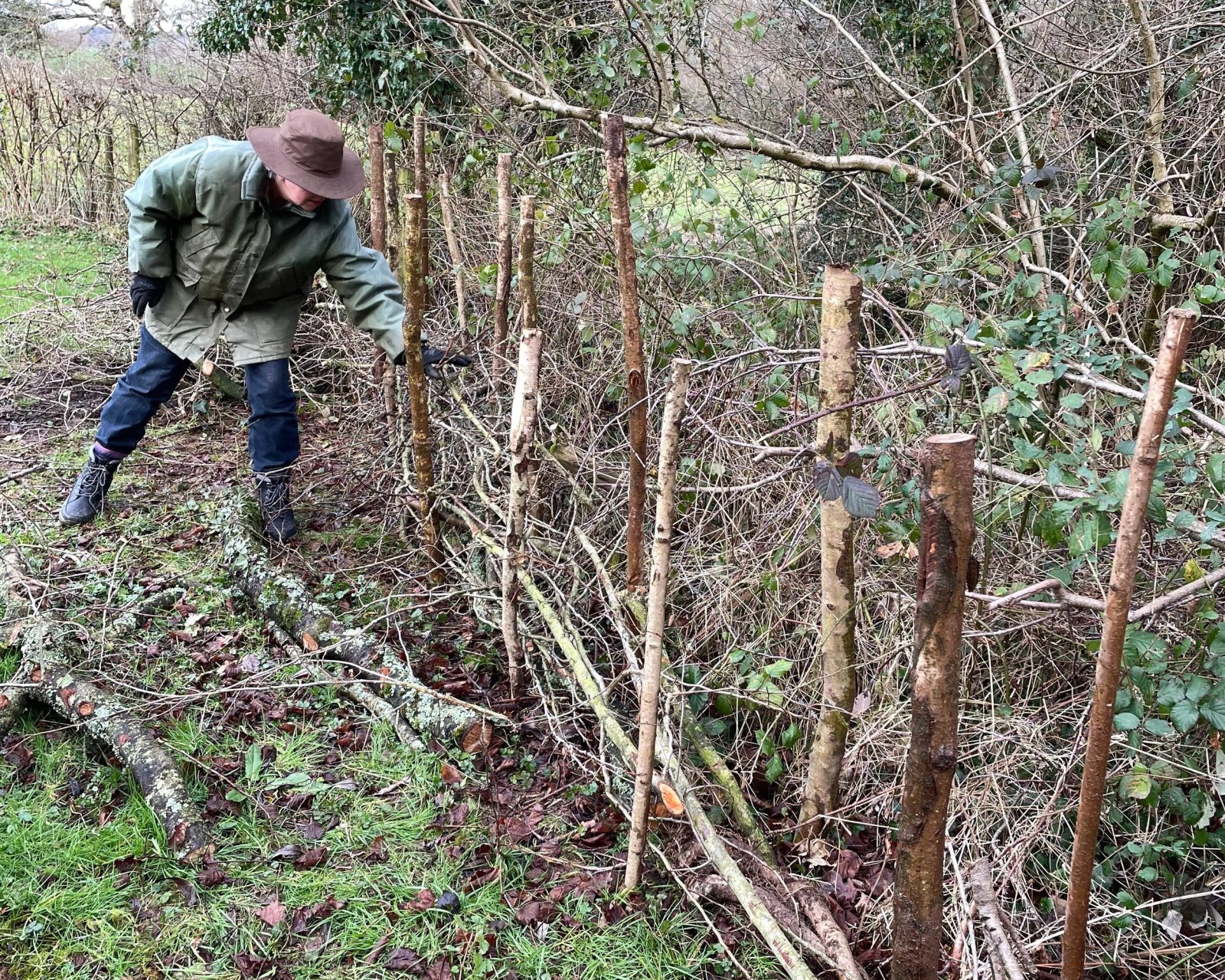 Creating 'dead hedge' — rosybee - plants for bees
