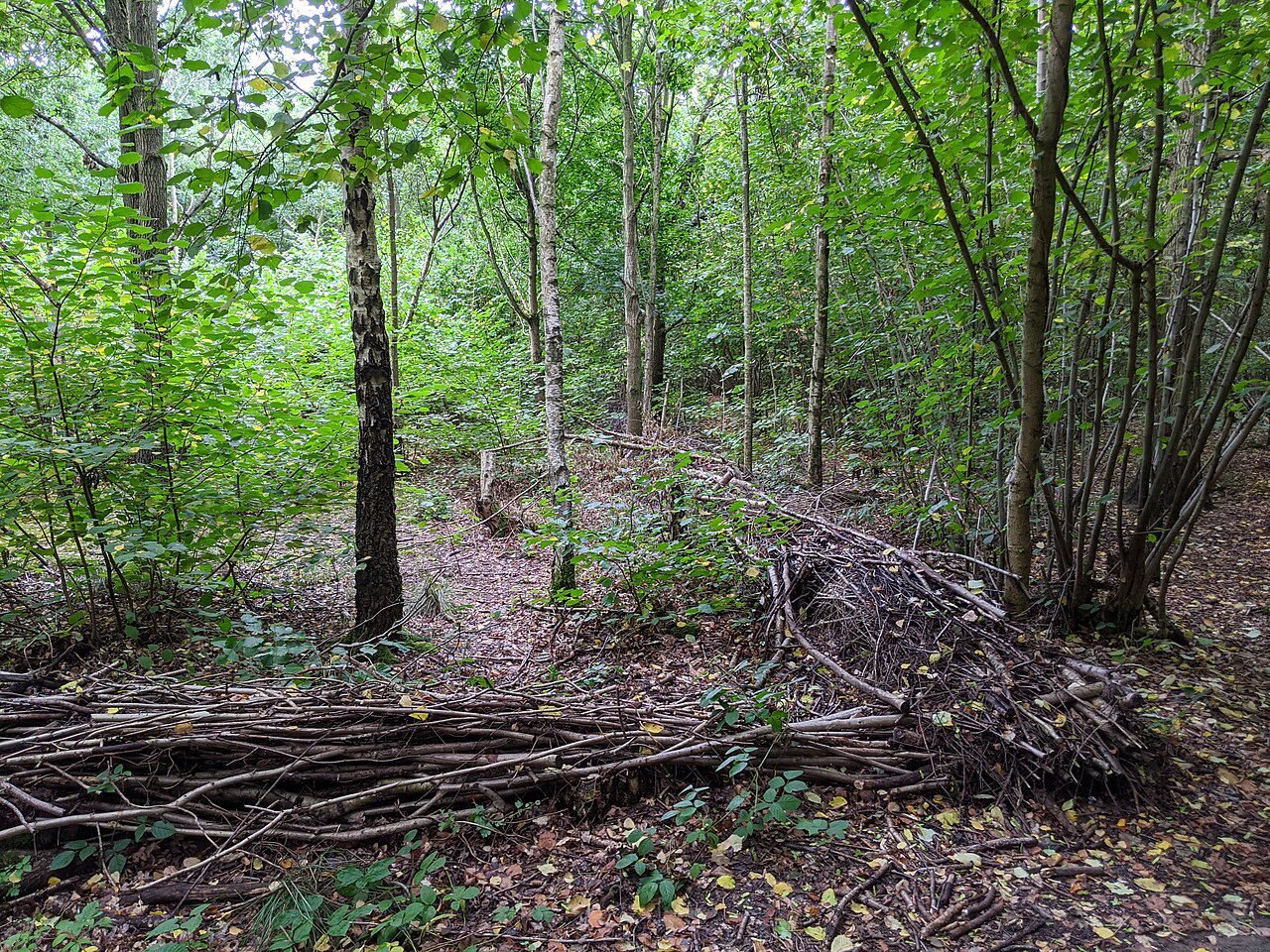 Climate Action Fife | How dead hedges can transform winter prunings into a  wildlife haven