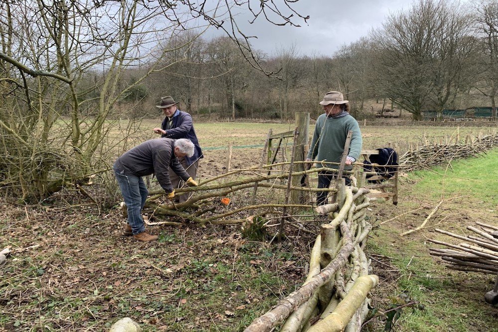 Traditional Hedge Laying - Weald  Downland Living Museum