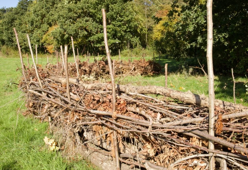 Building a Dead Hedge- Enhance Your Garden with a Unique Winter Project |  Dig Into DeKalb County