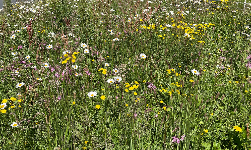 3 common mistakes to avoid when establishing Wildflower meadow