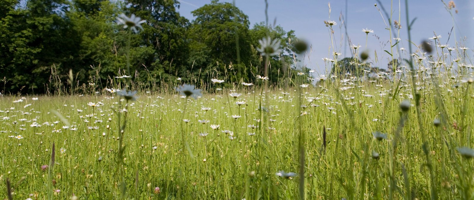 The Maintenance of Wildflower Meadows for Biodiversity Net Gain (BNG) –  Meadowmania UK
