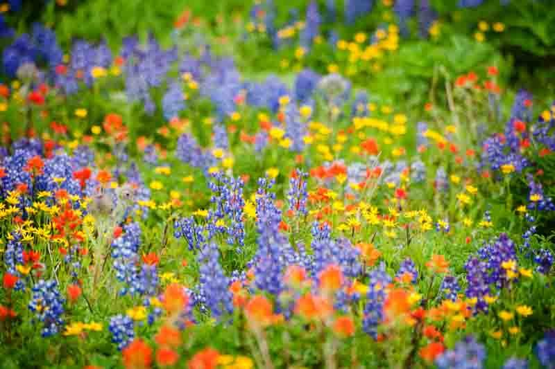 Wildflowers for Every Garden: Choosing the Best Wildflower Plants