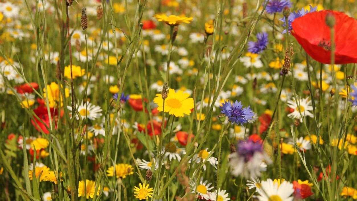 Picking Wildflowers For Zone 8: Growing Wildflower Plants In Zone 8 |  Gardening Know How